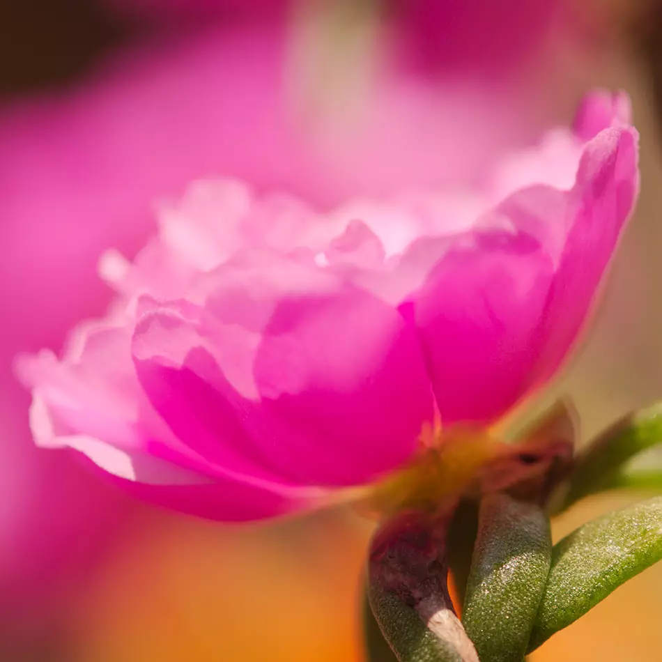 closeup of a slightly blurred pink flower seen against out of focus image of other pink flowers