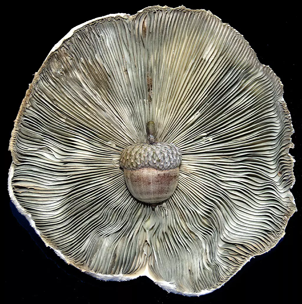 the gills of a large mushroom surround an acorn in the center of the mushroom