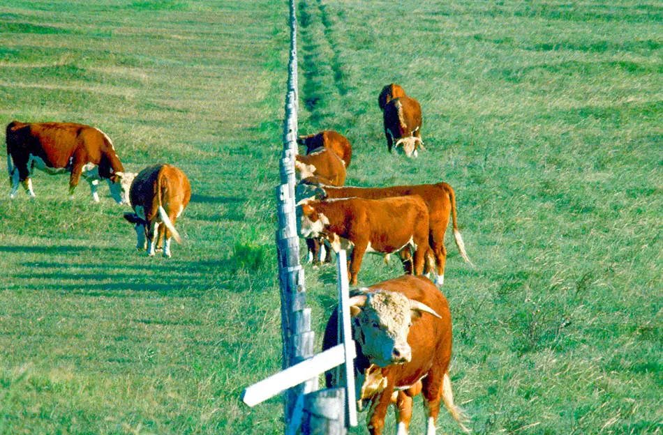 pasture with cows grazing on the left side of a fence and bulls on the right side watching them