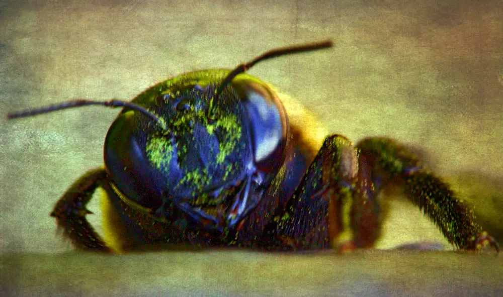 photoshopped image of a closeup of a bumblebee's face