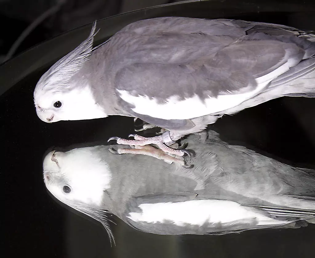 grey and white cockatiel looking at itself in the mirror on which it is standing