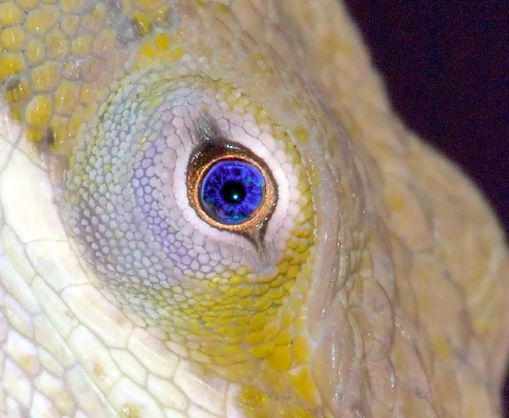 closeup of anole lizard with my blue eye replacing its eye